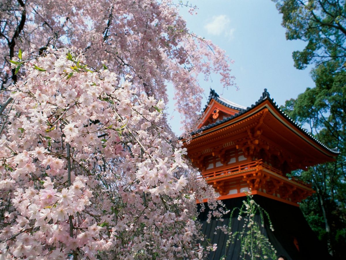 Le temple de la colline [Ryusaki Kokori] Cerisiers_fleurs